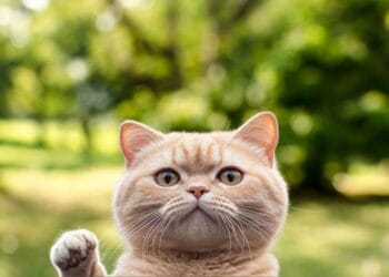 TAO Cat ($TAOCAT) token airdrop information