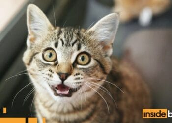 MEOW Worth Soars 22%, This Would possibly Be The Subsequent Crypto To Surge