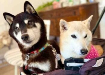 $COCORO token hits $100M FDV after Doge’s mother adopts new rescue pup