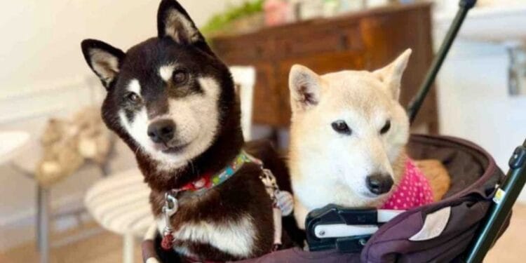 $COCORO token hits $100M FDV after Doge’s mother adopts new rescue pup