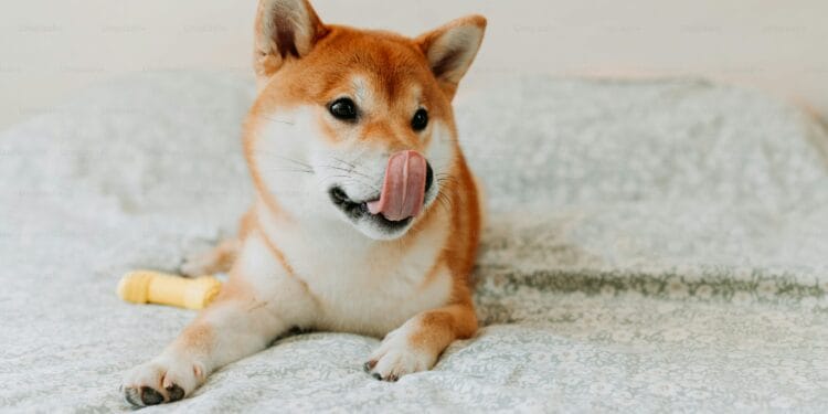 Shiba Inu Worth Poised For Large 17X Explosion As SHIB Hits Prime Purchase Zone