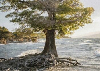 As Above, So Beneath: Bettering Compliance Program Paperwork By means of Construction & Design