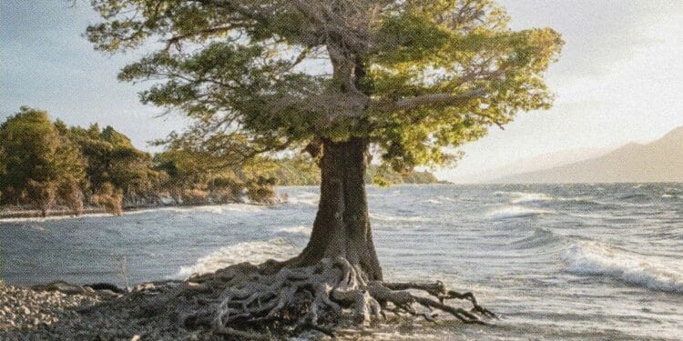 As Above, So Beneath: Bettering Compliance Program Paperwork By means of Construction & Design