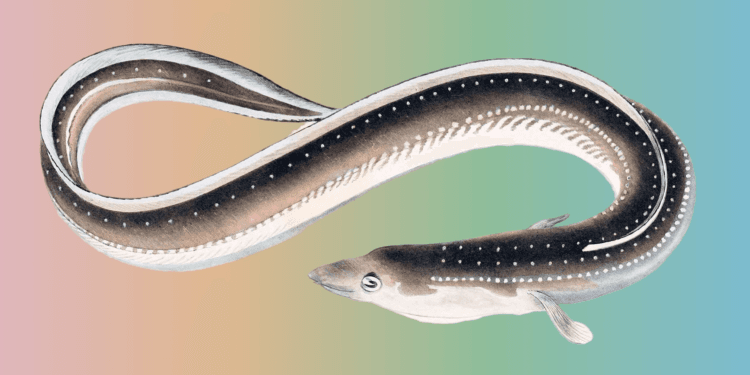 Ethereum Execution Layer Specification | Ethereum Basis Weblog