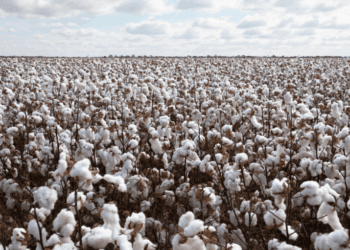 Xinjiang imports: The £800m provide chain scandal Britain can’t ignore