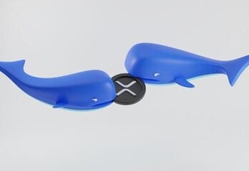 $480 Million In 2 Weeks? XRP Whale Actions Might Reveal The Subsequent Worth Course