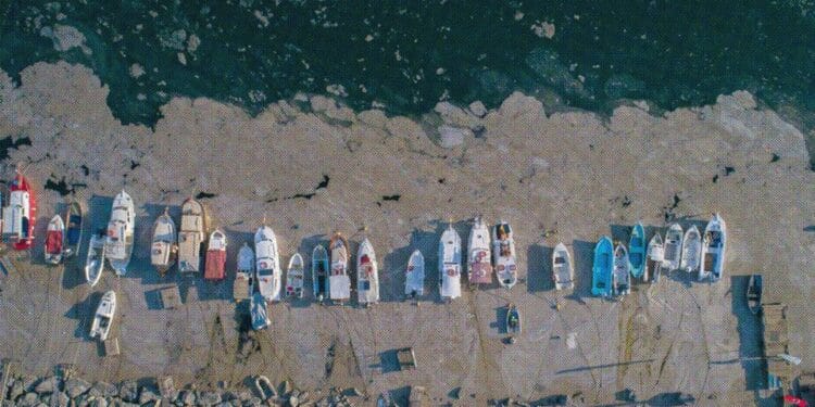 Turkey’s First Local weather Regulation: Environmental Necessity Meets Export Technique