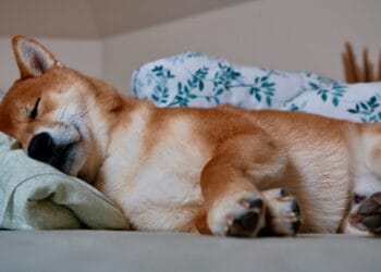 Shiba Inu Would possibly Be ‘Useless And Sleeping’, However Not For Lengthy, Crypto Knowledgeable Says