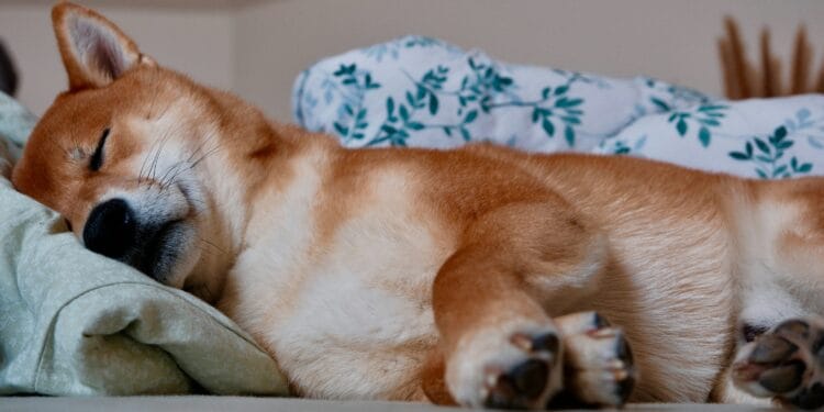 Shiba Inu Would possibly Be ‘Useless And Sleeping’, However Not For Lengthy, Crypto Knowledgeable Says