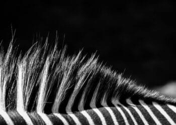 Juventus proprietor rejects acquisition provide from Tether