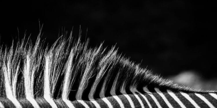 Juventus proprietor rejects acquisition provide from Tether