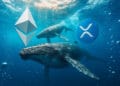 Whereas Ethereum whales rotate, XRP knowledge reveals a deadly focus flaw that leaves one group holding the bag.