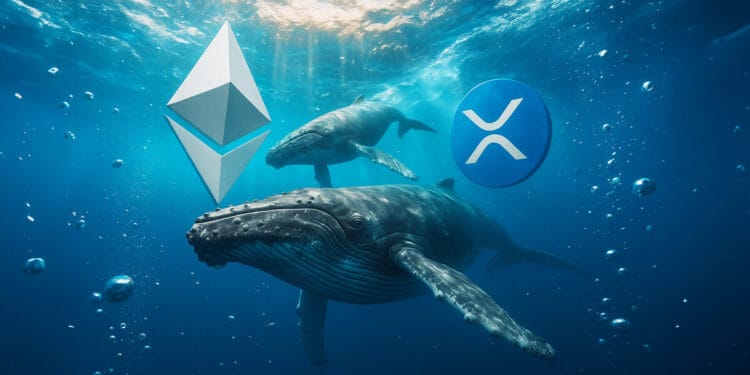 Whereas Ethereum whales rotate, XRP knowledge reveals a deadly focus flaw that leaves one group holding the bag.