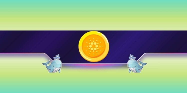 What Do Cardano Whales Know?