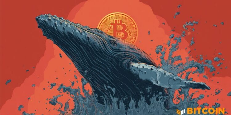Bitcoin Whales Hold Shopping for, 100+ BTC Holders Hit New Highs