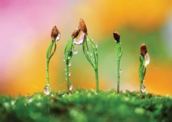 European Union: EU establishments give companies the present of authorized certainty on sustainability guidelines