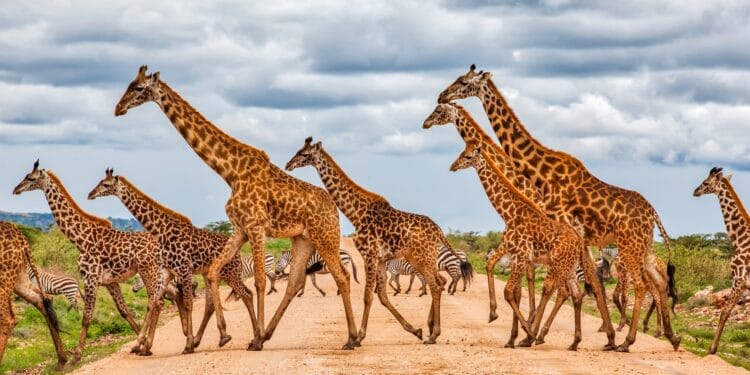 Stablecoins See Largest Conversion Spreads In Africa, Analysis Reveals