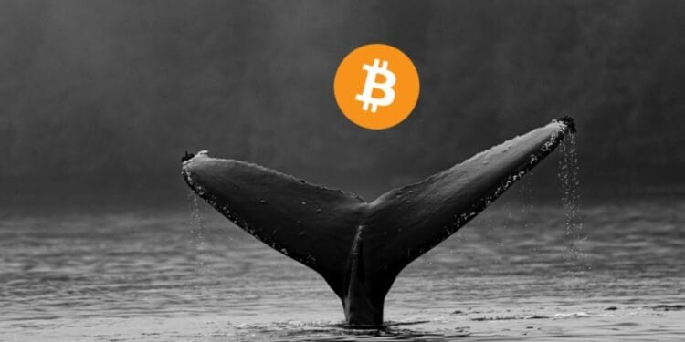 Whale Inflows Hit a 10-Month Low as Bitcoin Pushes to $73K