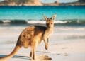 Are Crypto Traders Extra Susceptible to Scams? ASIC’s Warning Signifies So