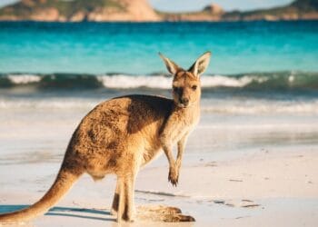 Are Crypto Traders Extra Susceptible to Scams? ASIC’s Warning Signifies So