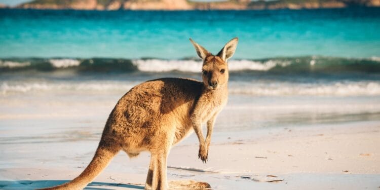 Are Crypto Traders Extra Susceptible to Scams? ASIC’s Warning Signifies So